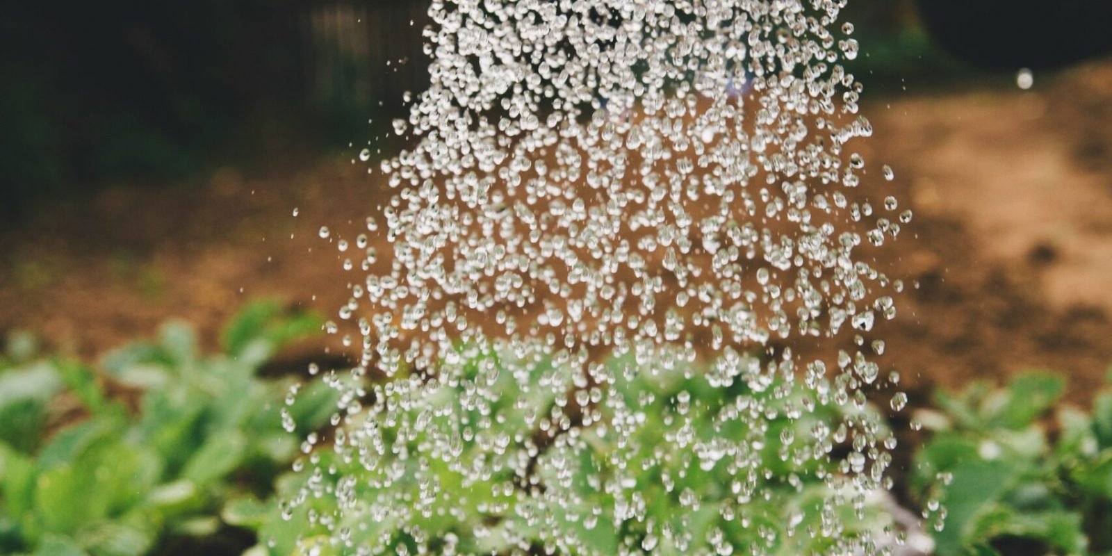 person watering plant